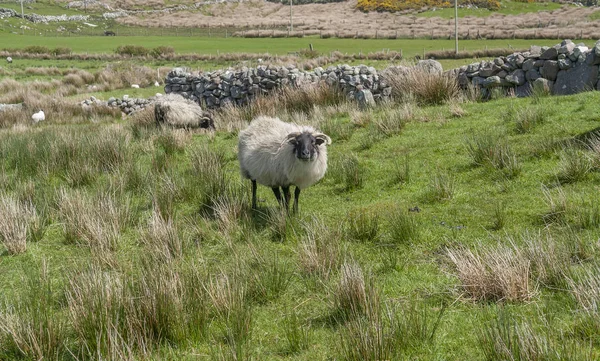 アイルランドの牧草地の羊の中には — ストック写真