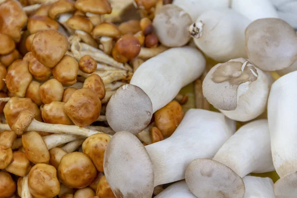 Full Frame Picture Showing Lots Edible Mushrooms — Stock Photo, Image