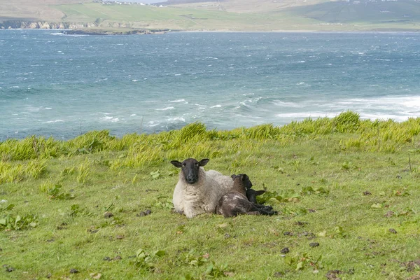アイルランドの牧草地に羊などの海岸風景 — ストック写真