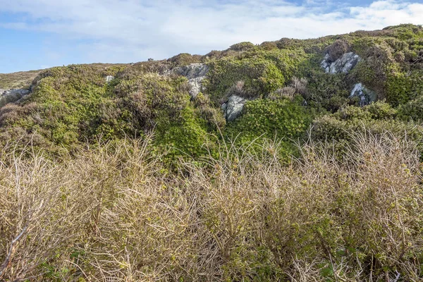 コネマラ アイルランド西部の地域では空 道路周辺の海岸植生の風景 — ストック写真