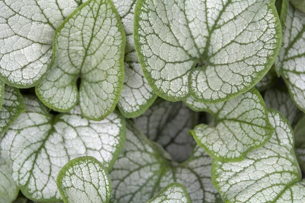 Brunnera Macrophylla Silver Heart Leaves Closeup — Stock Photo, Image