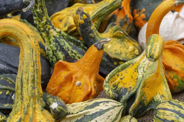 Plan Plein Cadre Montrant Beaucoup Diverses Citrouilles Ornementales — Photo