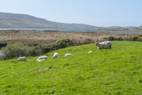 Некоторые Овцы Мясорубке Коннемаре Районе Западе Ирландии — стоковое фото