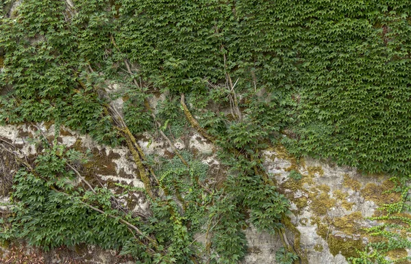 歴史的な石の壁に生えているツタの植物は — ストック写真