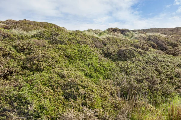 Vegetación Costera Alrededor Sky Road Connemara Una Región Del Oeste — Foto de Stock