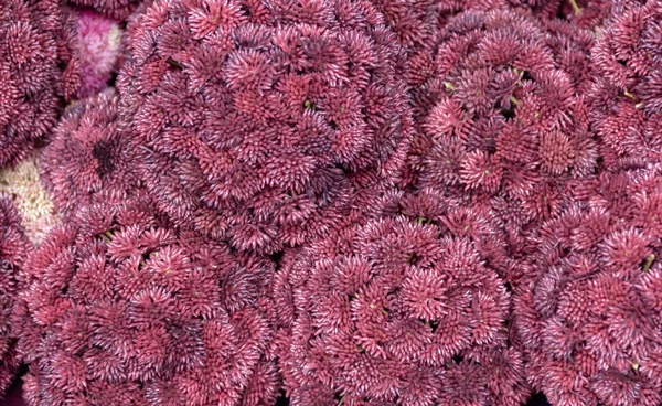 完全なフレームの密集した花頭のクローズ アップ — ストック写真
