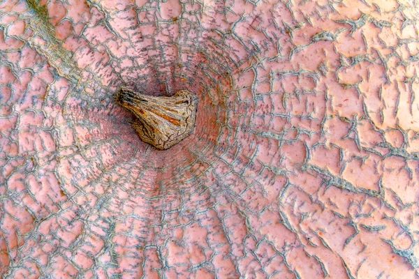 Marco Completo Detalle Abstracto Una Calabaza — Foto de Stock