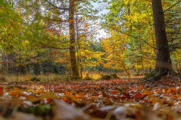 Renkli Pastoral Düşük Açılı Orman Sahne Sonbahar Zaman — Stok fotoğraf