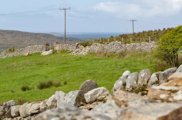 Sommige Schapen Een Weide Connemara Een District West Ierland — Stockfoto