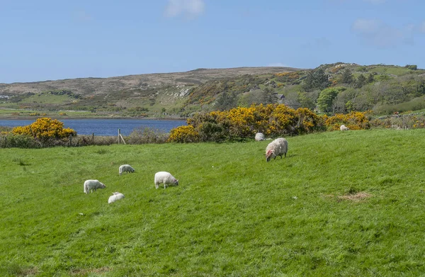 Quelques Moutons Sur Une Prairie Dans Connemara Quartier Dans Ouest — Photo