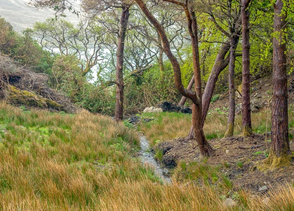 Natural Landscape Seen Conemara Area Ireland — Stock Photo, Image