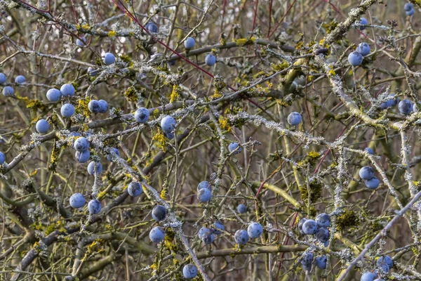 Blackthorn Twigs Ripe Blue Berries Autumn Time — Stock Photo, Image