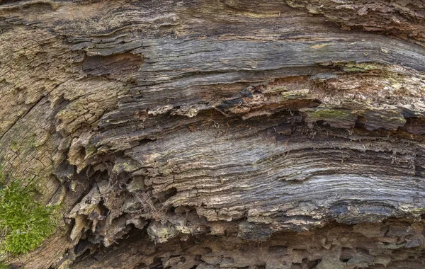 腐敗木材詳細フルフレーム抽象 — ストック写真