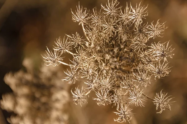 野生の人参の花を見せるディティールショット — ストック写真