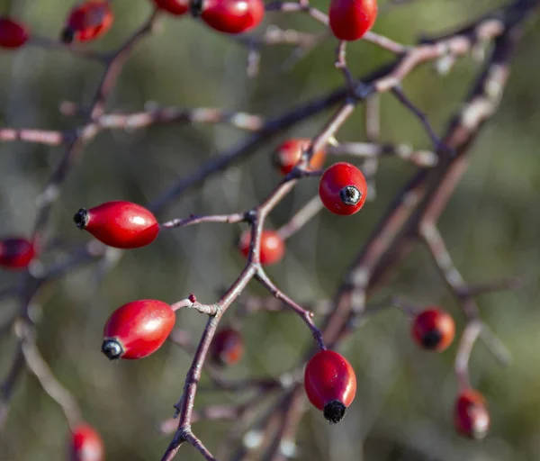 いくつかの赤いローズヒップの果実の詳細ショット — ストック写真