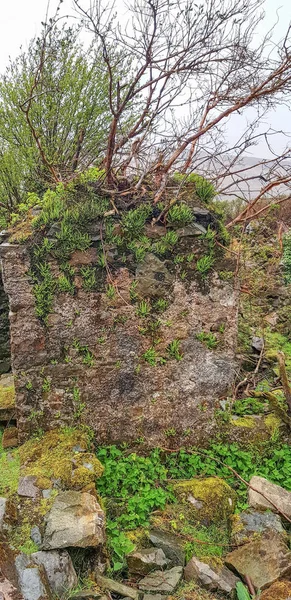 Overgrown Stone Wall Detail Seen Connemara Region Ireland — Stock Photo, Image