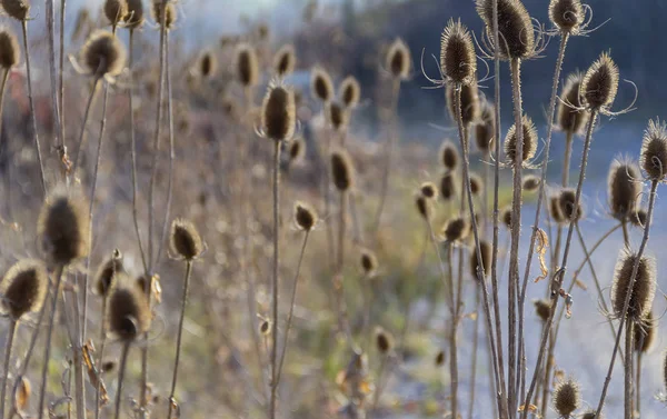 Sere Teasel Plantas Otoño — Foto de Stock