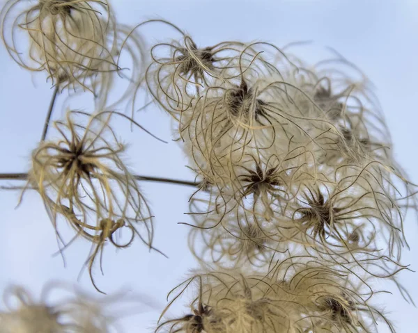 Fluffy Clematis Seed Detail Autumn Time — Stock Photo, Image