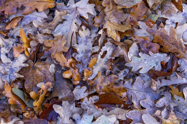 Nasse Herbstblätter Von Oben Gesehen — Stockfoto