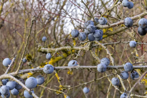 Ramoscelli Biancospino Con Bacche Blu Mature Autunno — Foto Stock