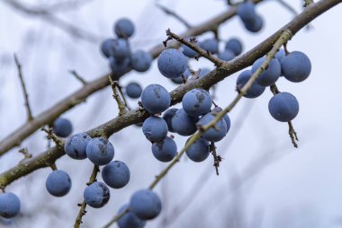 blackthorn twigs with ripe blue berries at autumn time clipart