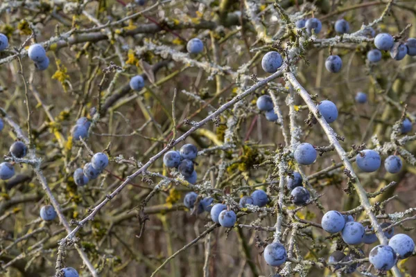 秋に熟したブルーベリーとブラックソーンの枝 — ストック写真