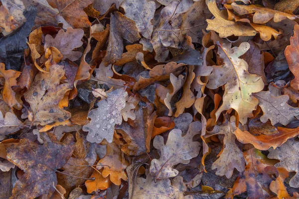 Wet Autumn Leaves Seen — Stock Photo, Image