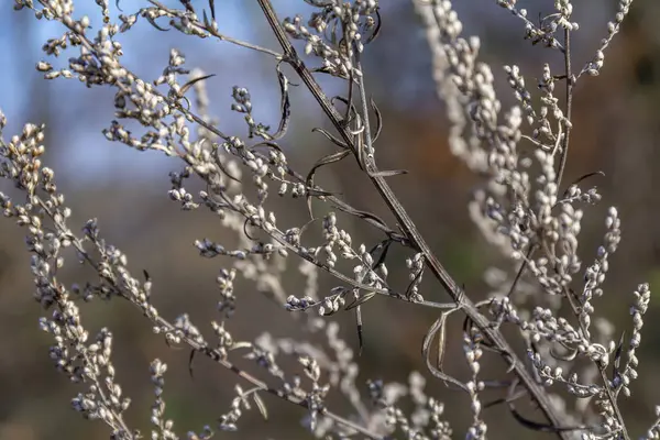 Vollrahmen Und Pflanzdetails Zur Herbstzeit — Stockfoto