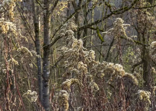 秋の時間でフルフレーム干からびた植物詳細 — ストック写真