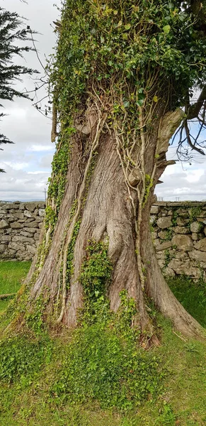 アイルランドで見られる草に覆われたツリー詳細 — ストック写真