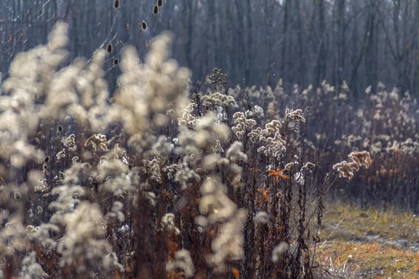 Full Frame Sere Plant Detail Autumn Time — Stock Photo, Image