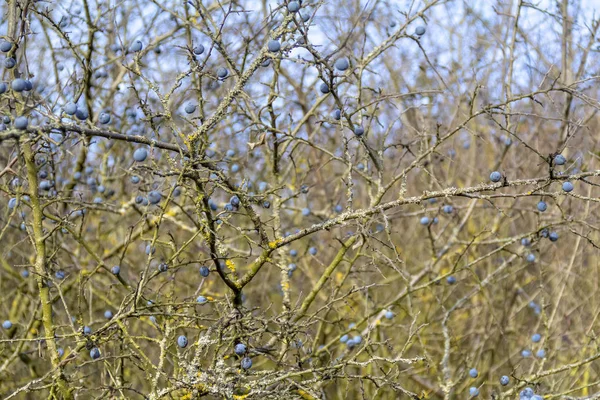 秋天的黑刺树枝与成熟的蓝色浆果 — 图库照片