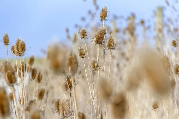 秋の時間で干からびたオニナベナ植物 — ストック写真