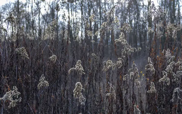 秋の時間でフルフレーム干からびた植物詳細 — ストック写真