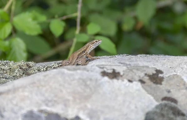 Small Lizard Resting Stone Seen Southern France — Stock Photo, Image