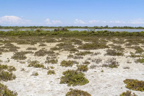 Zonnige Landschap Een Streek Genaamd Camargue Zuid Frankrijk — Stockfoto