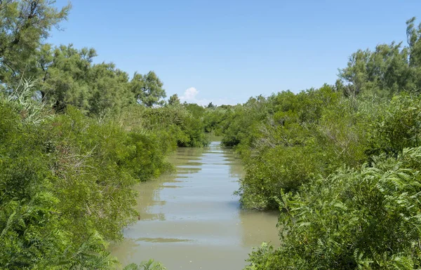 Zonnige Waterkant Landschap Een Streek Genaamd Camargue Zuid Frankrijk — Stockfoto