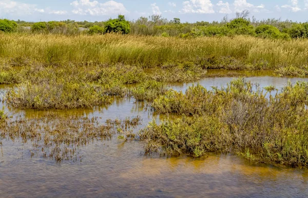 Napos Vízparti Táj Természetes Régióban Nevű Camargue Dél Franciaországban — Stock Fotó