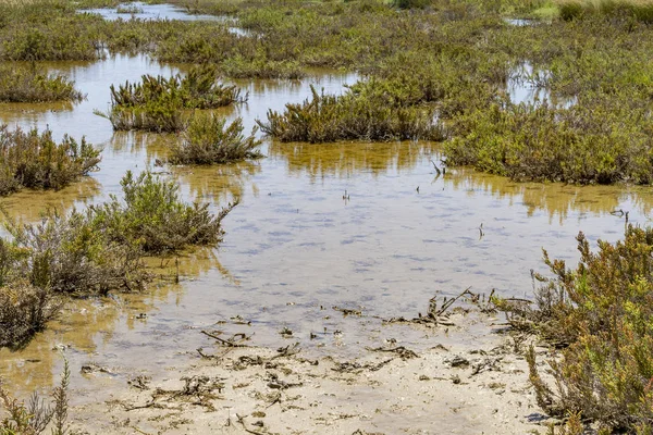 Camargue em França — Fotografia de Stock