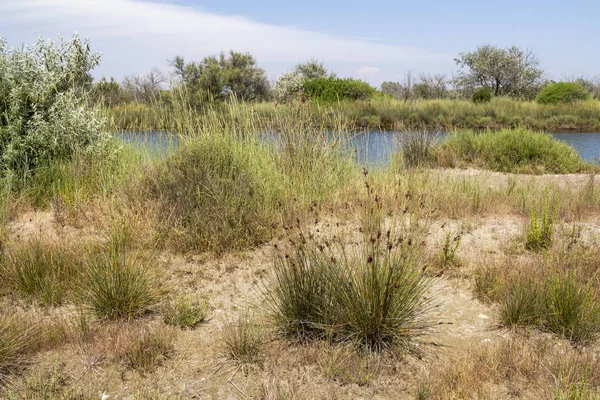 Camargue in Frankrijk — Stockfoto