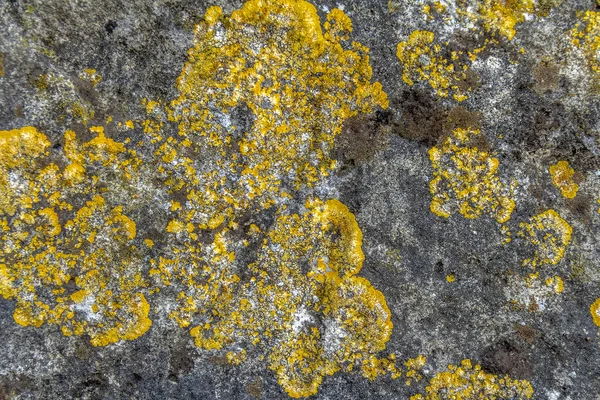 Primo piano del lichene — Foto Stock