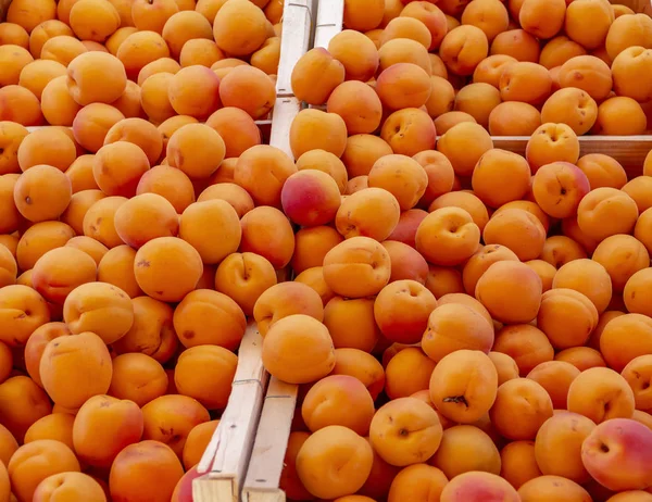 Apricots — Stock Photo, Image