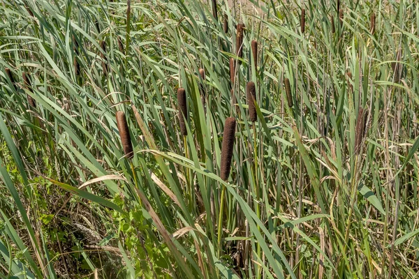 Cattail растительность крупным планом — стоковое фото