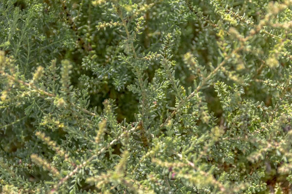 Groene vegetatie closeup — Stockfoto