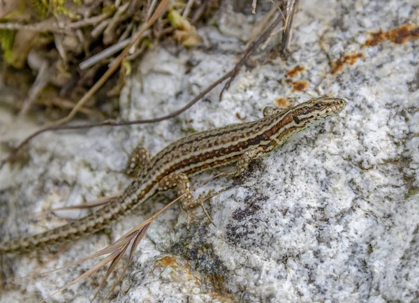 Brown lizard — Stock Photo, Image