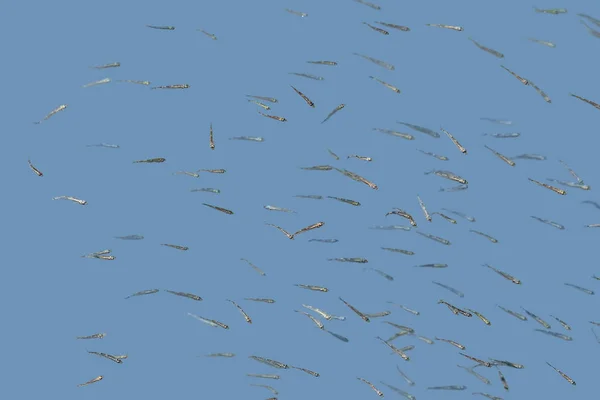魚の群れ — ストック写真