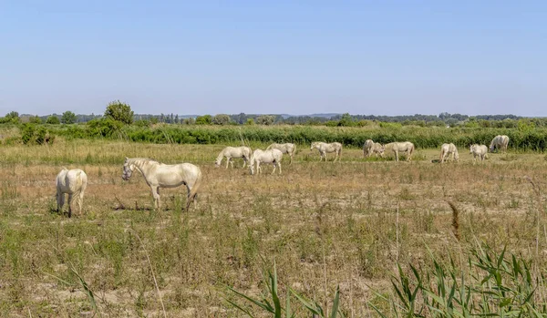 Camargue-Pferde — Stockfoto