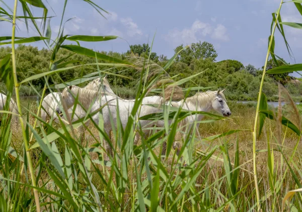 Camargue horses — Stock Photo, Image