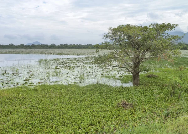 Impression du Sri Lanka — Photo