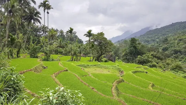 Impressão do Sri Lanka — Fotografia de Stock